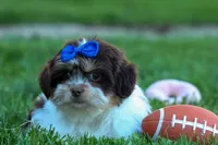  Oliver , a male Maltese and Shih Tzu for sale in Fresno, OH – 5 of 10