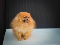 🐾 Meet Rosco — A Bouncy Little Ball of Fluff! 🐾, a male Pomeranian for sale in Fresno, OH – 4 of 10