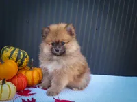 🐾 Meet Rolo — A Bouncy Little Ball of Fluff! 🐾, a male Pomeranian for sale in Fresno, OH – 3 of 10