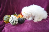Max , a male Maltese for sale in Fresno, OH – 7 of 7