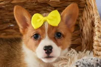 Yvonne 🎀, a female Pembroke Welsh Corgi for sale in Fresno, OH – 7 of 10
