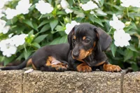 Houston🐾, a male Miniature Dachshund for sale in Fresno, OH – 5 of 10