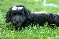 Raya🎀, a female Cavapoo for sale in Fresno, OH – 6 of 10
