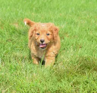  Sierra 💗🐾, a female Maltipoo for sale in Fresno, OH – 4 of 6