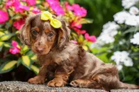 Ike💙, a male Miniature Dachshund for sale in Fresno, OH – 8 of 10
