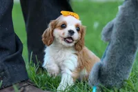  Nova, a female Cavalier King Charles Spaniel for sale in Fresno, OH – 2 of 10
