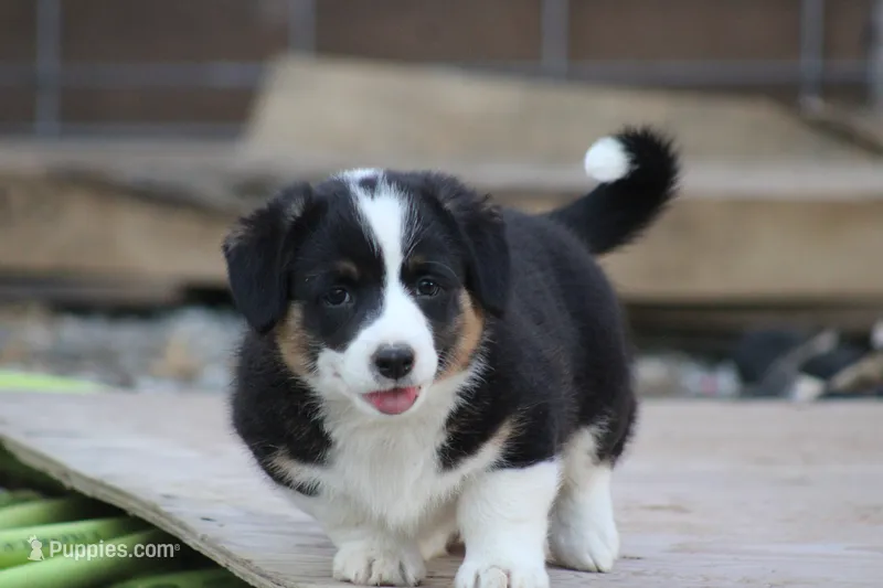 Sadie💗🐾 – Australian Shepherd, Pembroke Welsh Corgi puppy for sale in Fresno, OH