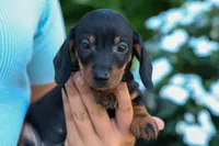  Zeke🐾, a male Miniature Dachshund for sale in Fresno, OH – 4 of 10