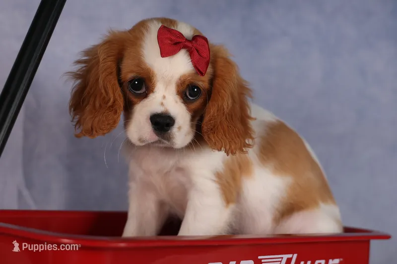Nugget – Cavalier King Charles Spaniel puppy for sale in Fresno, OH
