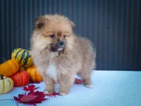 🐾 Meet Rambo — A Bouncy Little Ball of Fluff! 🐾, a male Pomeranian for sale in Fresno, OH – 2 of 10