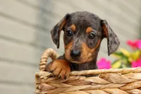 Holly 🌸, a female Miniature Dachshund for sale in Fresno, OH – 4 of 10