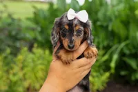 Hailey 🎀, a female Miniature Dachshund for sale in Fresno, OH – 6 of 10