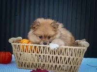 🐾 Meet Roxy — A Bouncy Little Ball of Fluff! 🐾, a male Pomeranian for sale in Fresno, OH – 6 of 10