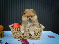 🐾 Meet Roxy — A Bouncy Little Ball of Fluff! 🐾, a male Pomeranian for sale in Fresno, OH – 7 of 10