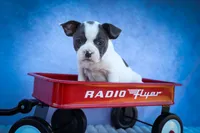 Quinto Bear🐾, a male Frenchton for sale in Fresno, OH – 4 of 10