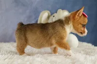 Yara ❤️, a female Pembroke Welsh Corgi for sale in Fresno, OH – 5 of 10