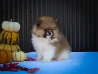  Marco 🐶, a male Pomeranian for sale in Fresno, OH – 7 of 10