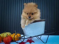 🐾 Meet Rosco — A Bouncy Little Ball of Fluff! 🐾, a male Pomeranian for sale in Fresno, OH – 9 of 10