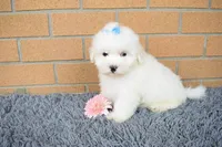 Blake 💙, a male Maltese for sale in Fresno, OH – 1 of 7