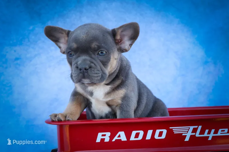 Quest ✨ – Frenchton puppy for sale in Fresno, OH