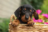 Houston🐾, a male Miniature Dachshund for sale in Fresno, OH – 6 of 10