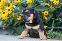Ace 🐶✨, a male English Bulldog and Beagle for sale in Fresno, OH – 3 of 10