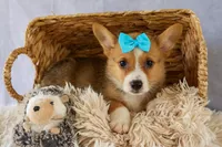 Yack 🐶, a male Pembroke Welsh Corgi for sale in Fresno, OH – 5 of 9