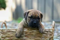 Archie 🐶, a male English Bulldog and Beagle for sale in Fresno, OH – 2 of 9