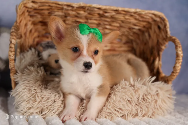  Cody🐾🐶 – Pembroke Welsh Corgi puppy for sale in Fresno, OH