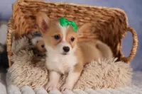  Cody🐾🐶, a male Pembroke Welsh Corgi for sale in Fresno, OH – 2 of 8