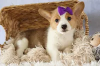Zoey 🌸, a female Pembroke Welsh Corgi for sale in Fresno, OH – 4 of 10
