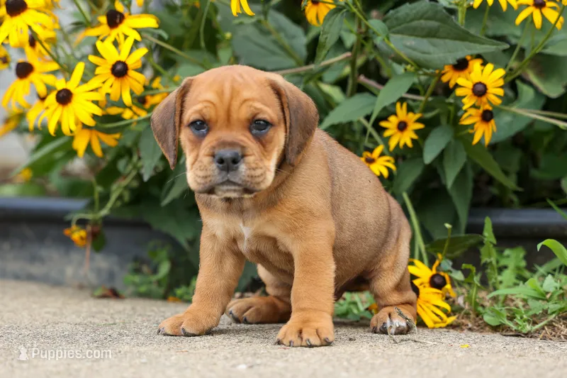 Arthur – English Bulldog, Beagle puppy for sale in Fresno, OH