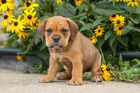 Arthur, a male English Bulldog and Beagle for sale in Fresno, OH – 1 of 10