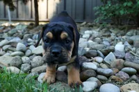 Ace 🐶✨, a male English Bulldog and Beagle for sale in Fresno, OH – 4 of 10