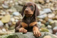 Gunner🦴, a male Doberman Pinscher for sale in Fresno, OH – 5 of 10
