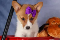 Bambi, a female Pembroke Welsh Corgi for sale in Fresno, OH – 3 of 10