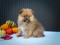 🐾 Meet Rambo — A Bouncy Little Ball of Fluff! 🐾, a male Pomeranian for sale in Fresno, OH – 10 of 10