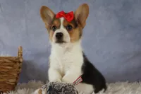 Ziggy 🩵, a male Pembroke Welsh Corgi for sale in Fresno, OH – 9 of 10