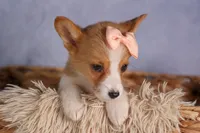   Carrie💕, a female Pembroke Welsh Corgi for sale in Fresno, OH – 7 of 10