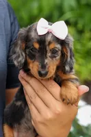 Hailey 🎀, a female Miniature Dachshund for sale in Fresno, OH – 9 of 10