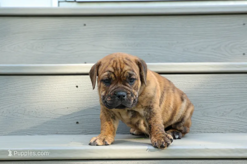 Avery ❤️ – English Bulldog, Beagle puppy for sale in Fresno, OH