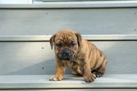 Avery ❤️, a male English Bulldog and Beagle for sale in Fresno, OH – 1 of 10