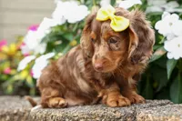 Ike💙, a male Miniature Dachshund for sale in Fresno, OH – 3 of 10