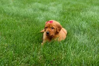  Quinny , a male Golden Retriever for sale in Fresno, OH – 7 of 9