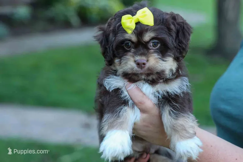  Oscar  – Maltese, Shih Tzu puppy for sale in Fresno, OH