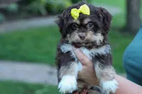  Oscar , a male Maltese and Shih Tzu for sale in Fresno, OH – 5 of 10