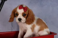 Nugget, a male Cavalier King Charles Spaniel for sale in Fresno, OH – 6 of 9