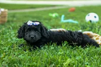 Raya🎀, a female Cavapoo for sale in Fresno, OH – 5 of 10