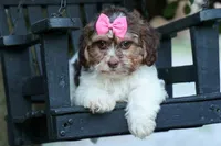  Olive, a female Maltese and Shih Tzu for sale in Fresno, OH – 4 of 10