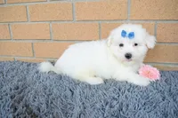 Bryson 🐾, a male Maltese for sale in Fresno, OH – 6 of 7